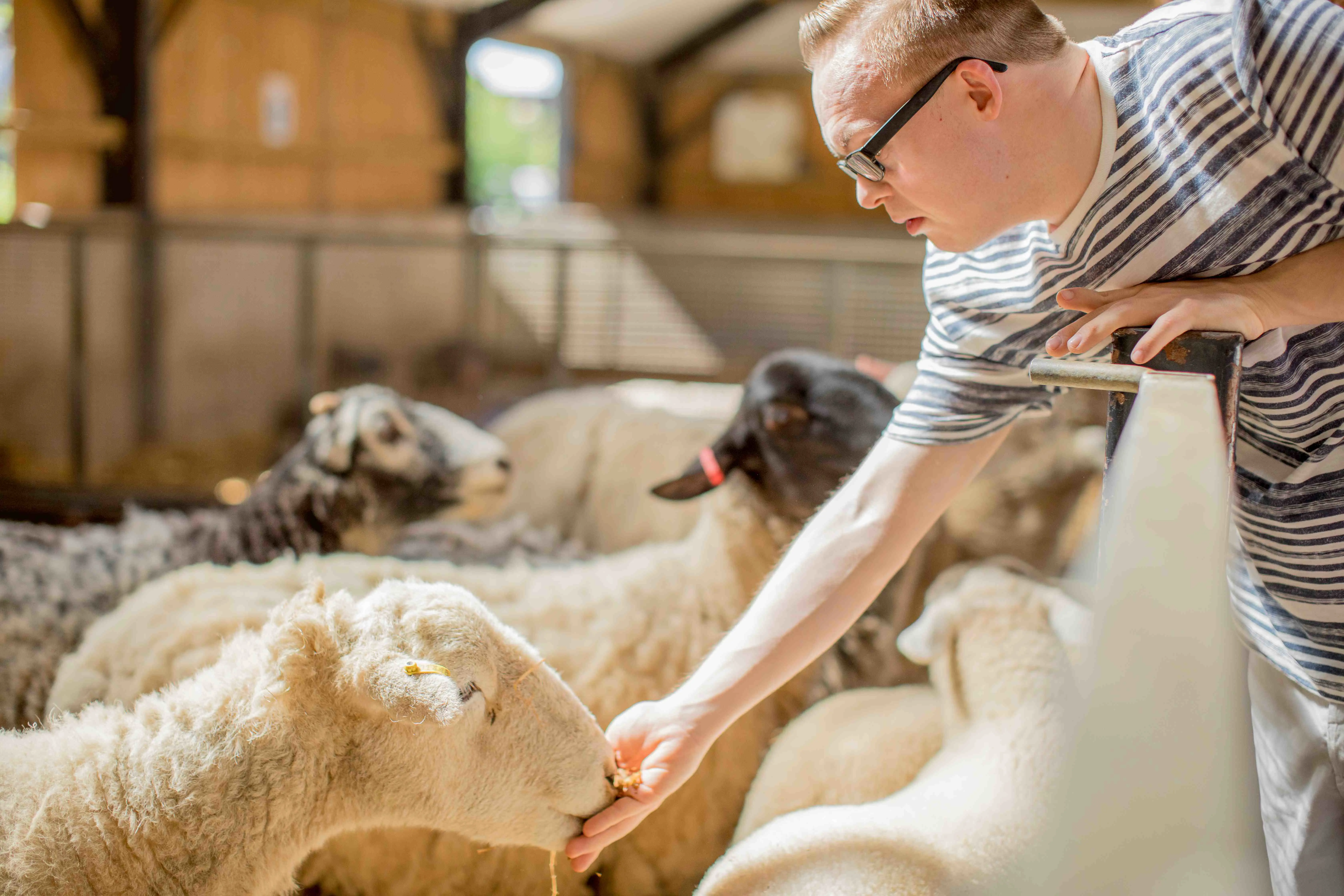 Man die schapen eten geeft